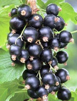 Porzeczka czarna Titania w doniczce