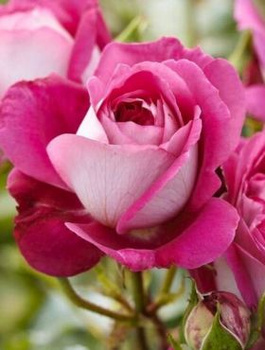 Róża rabatowa Maxim biało-różowa