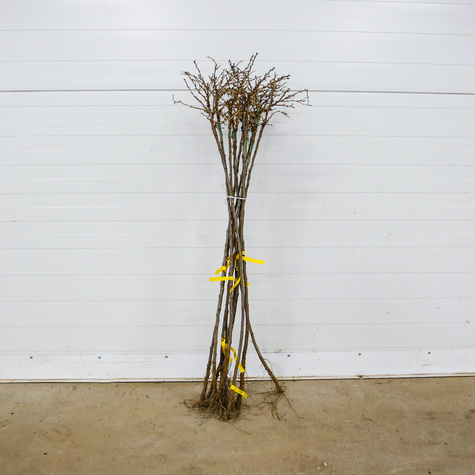 Agrest biały Hinnonmaki Gelb na pniu