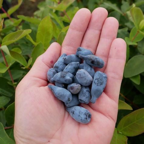 Jagoda kamczacka Sinogłaska