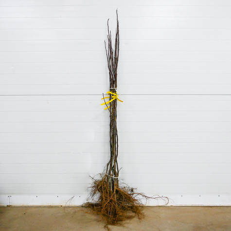 Orzech laskowy Olbrzymi z Halle Hall's Giant START PACK