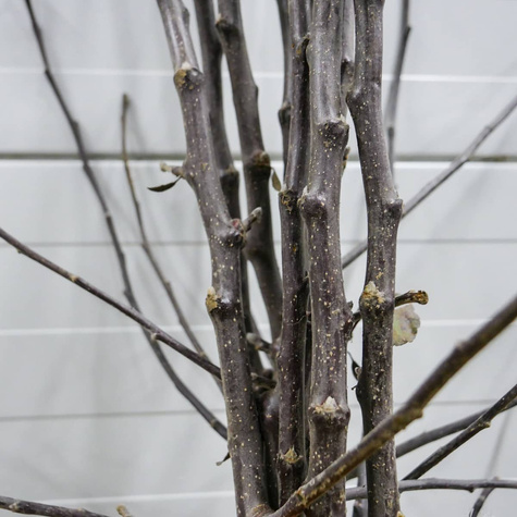 Jabłoń Ananas Berżenicki START PACK