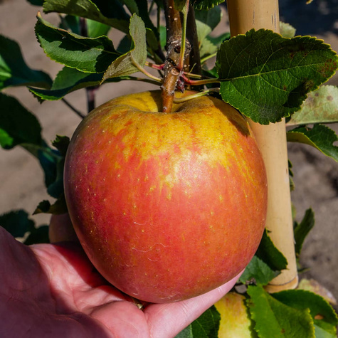 Jabłoń Rubinola Parchoodporna START PACK