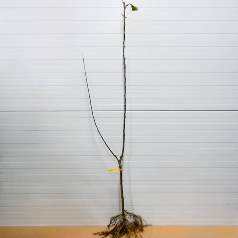 Duo Jabłoń Czerwona i Żółta papierówka START PACK