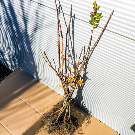 Jarzębina Plant Pack