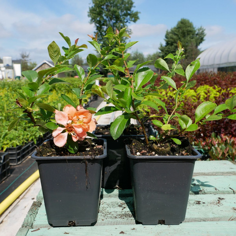 Pigwowiec okazały Geisha Girl