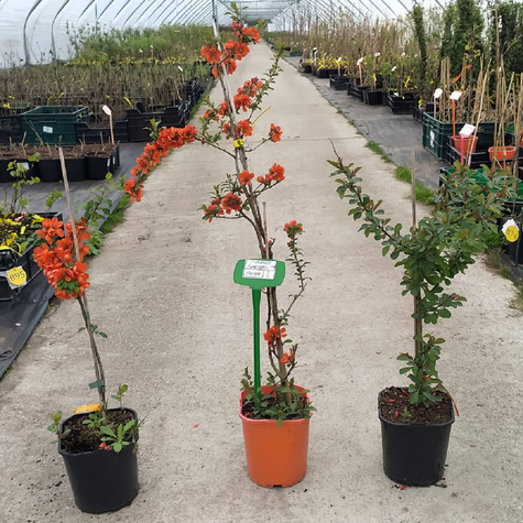 Pigwowiec japoński Sargentii (C2)