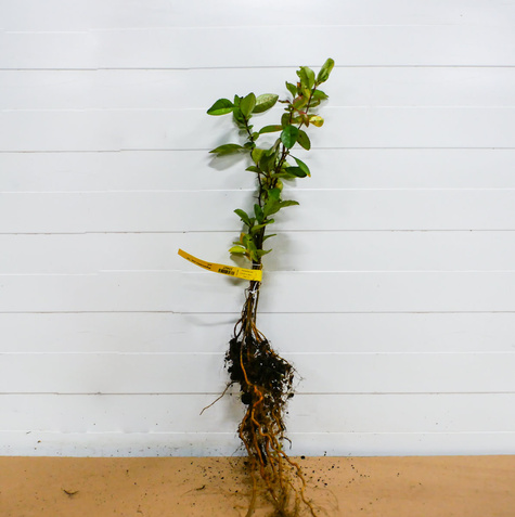 Pigwowiec japoński Plant Pack