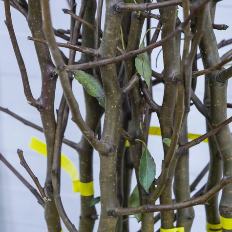 Grusza Kongresówka START PACK