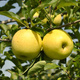 Jabłoń Golden Delicious w doniczce