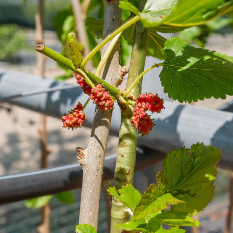 Morwa Czarna Pendula szczepiona na pniu