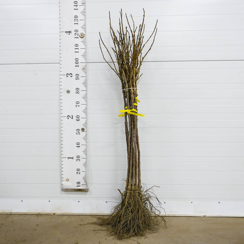 Duo porzeczka czerwono-czarna na pniu balot