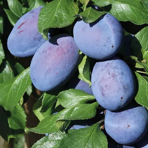 Śliwa Nie-Robaczywka Sadzonka