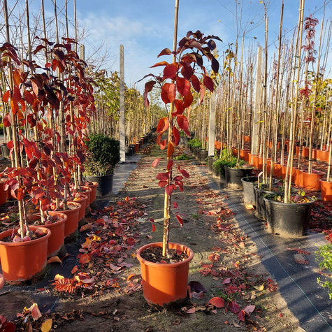 Jabłoń kolumnowa Maypole Balerina w doniczce