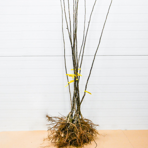 Pigwa gruszkowa Ludowicka w doniczce