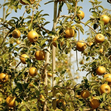 Jabłoń Złota Reneta w doniczce (C2)