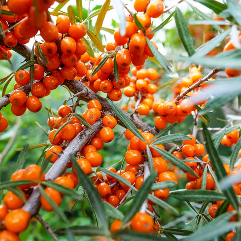 Rokitnik pospolity Friesdorfer Orange samopylny