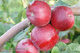 Jabłoń Cortland doniczka 