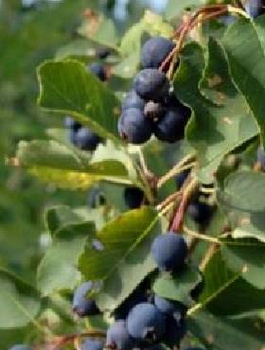 Świdośliwa Glennform Rainbow Pillar