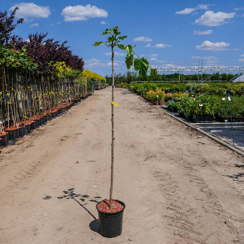 Morwa Czarna Pendula szczepiona na pniu