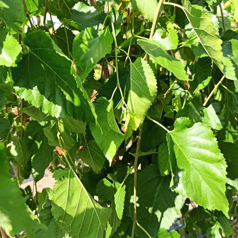 Morwa Czarna Pendula Pa 180 (C10)