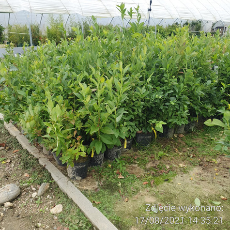 Borówka amerykańska Hardy Blue średniowczesna (C2)