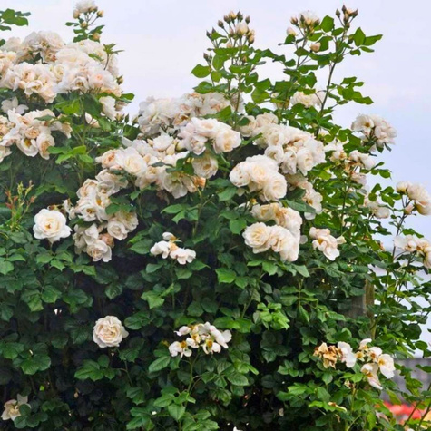 Róża Pnąca Uetersener Klosterrose kremowa balot