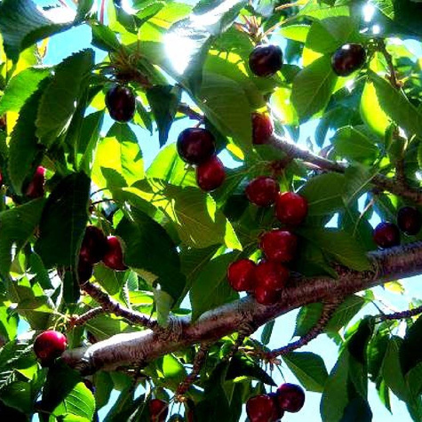 Czereśnia Bawole Serce w doniczce