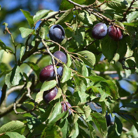 Duo Śliwa Węgierka Zwykła + Morela Goldrich START PACK