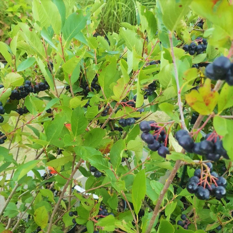 Aronia Czarna Czarnoowocowa Viking (P9)