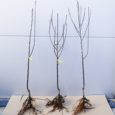 Jabłoń typu Red Chief Camspur