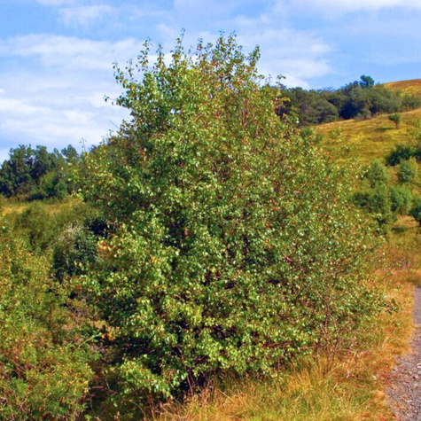 Grusza Pospolita Dzika Ulęgałka Plant Pack