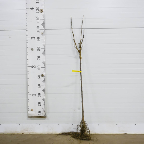 Duo porzeczka biało-czarna na pniu Start Pack