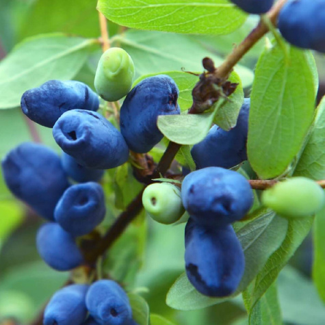 Jagoda kamczacka Borealis późna