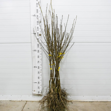 Wiśnia Erdi Bottermo START PACK