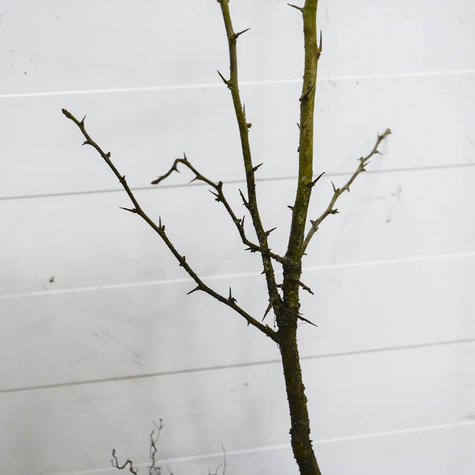 Głóg jednoszyjkowy Plant Pack