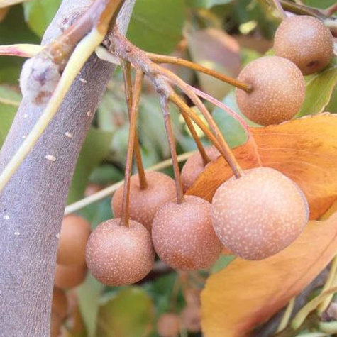 Grusza drobnoowocowa Chanticleer zapylacz START PACK