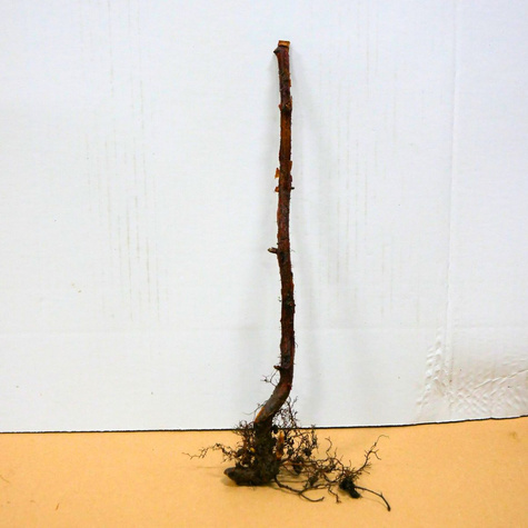 Malina zółta START PACK