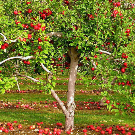 Jabłoń Novamac parchoodporny