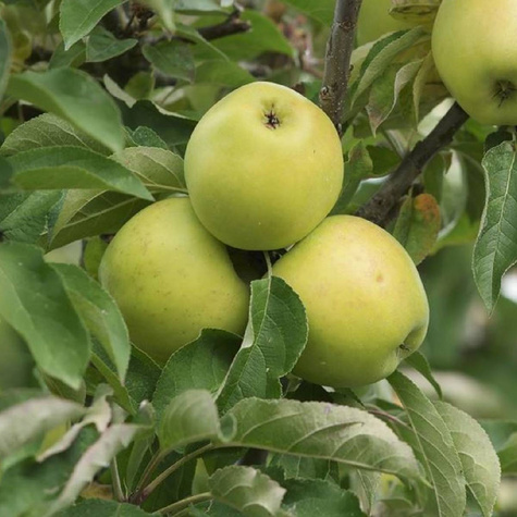 Jabłoń kolumnowa Moon Light START PACK