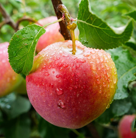 Jabłoń Genewa Geneva Early Czerwona Papierówka
