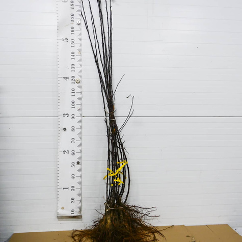 Jabłoń Spartan START PACK