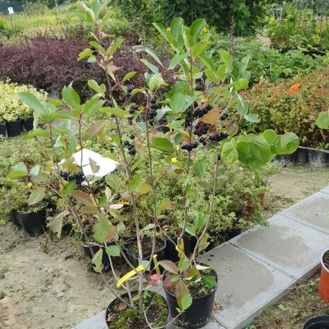 Aronia czarnoowocowa Amit w doniczce
