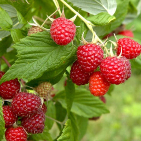 Malina powtarzająca owocowanie w doniczce