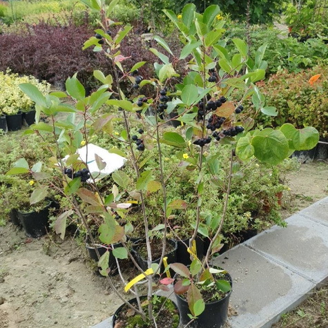 Aronia czarnoowocowa Hugin(C2)