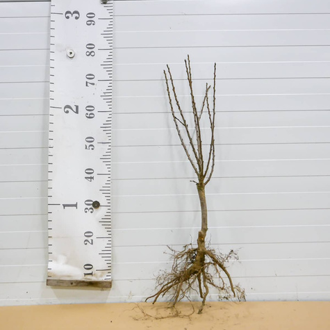 Mini Wiśnia karłowa Piemont START PACK