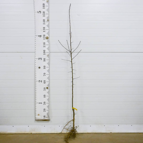 Brzoskwinia Favorita Morettini Start Pack