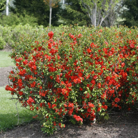 Pigwowiec okazały Nivalis Ozdobny Obronny na Nalewki