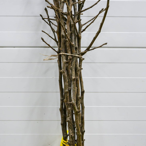 Grusza Generał Leclerc