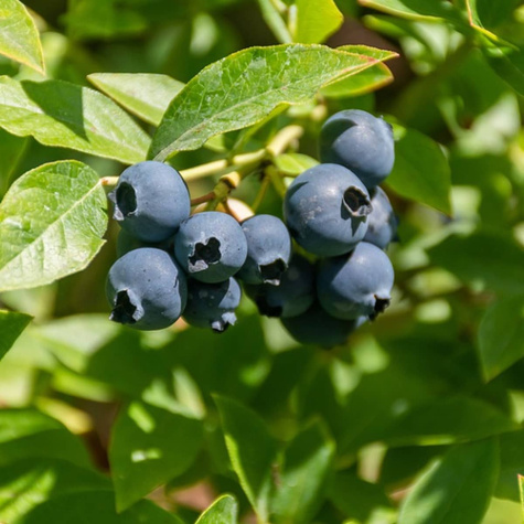 Borówka amerykańska JERSEY średniowczesna